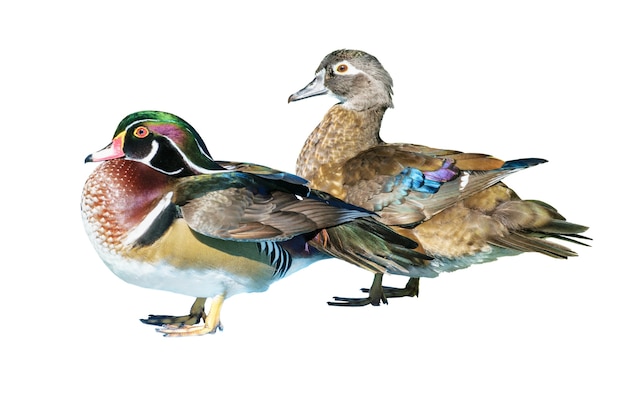 Mężczyzna Wood Duck i samica lub Carolina Duck (Aix sponsa), Dzika kaczka została wprowadzona jako zwierzę domowe jest kolorową stojącą szczęśliwie na białym tle