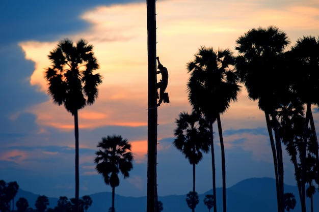 mężczyzna Wspinaj się po palmie drzewa