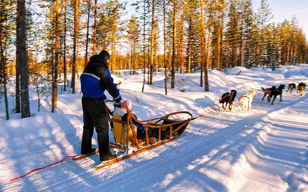 Mężczyzna z rodzinnym psim zaprzęgiem Husky zimą Rovaniemi z Finlandii z Laponii. Ludzie i psie zaprzęgi jeżdżą po Norwegii. Zwierzęta zaprzęgowe na fińskiej farmie, Boże Narodzenie. Sanki. Safari na sankach i krajobraz Alaski.