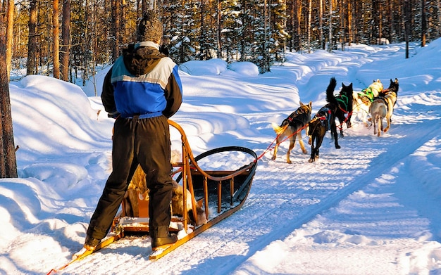 Zdjęcie mężczyzna z rodzinnym psim zaprzęgiem husky zimą rovaniemi z finlandii z laponii. ludzie i psie zaprzęgi jeżdżą po norwegii. zwierzęta zaprzęgowe na fińskiej farmie, boże narodzenie. sanki. safari na sankach i krajobraz alaski.