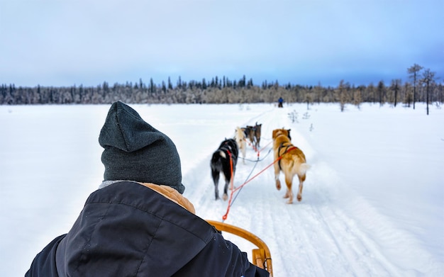 Mężczyzna z rodzinnym psim zaprzęgiem Husky zimą Rovaniemi z Finlandii z Laponii. Ludzie i psie zaprzęgi jeżdżą po Norwegii. Zwierzęta zaprzęgowe na fińskiej farmie, Boże Narodzenie. Sanki. Safari na sankach i krajobraz Alaski.