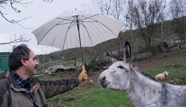 Mężczyzna zakrywający białego i szarego osła przed deszczem parasolem w zimowy dzień. Zwierzęca miłość