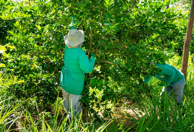 Mężczyźni z systemu rolno-leśnego zbierający limonki na plantacji