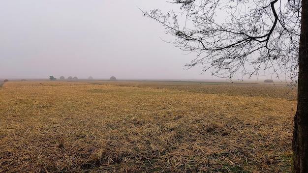 Mgła na polu ryżowym we wsi.