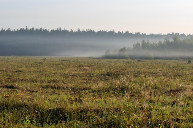 Mgła skrada się nad polem we wczesny słoneczny sierpniowy poranek