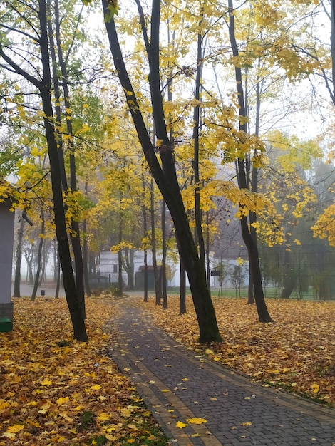 Mgła W Jesiennym Parku