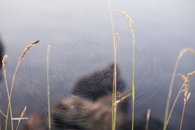 Mgła W Jeziorze. Poranna Natura Woda I Biała Mgła.