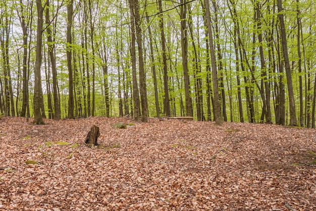 Mglisty las bukowy wiosną w rezerwacie przyrody w południowej Szwecji.