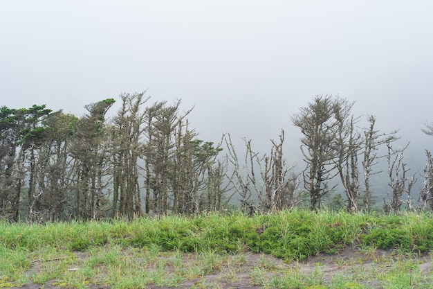Mglisty nadmorski krajobraz z karłowatymi drzewami na wybrzeżu Pacyfiku na Wyspach Kurylskich