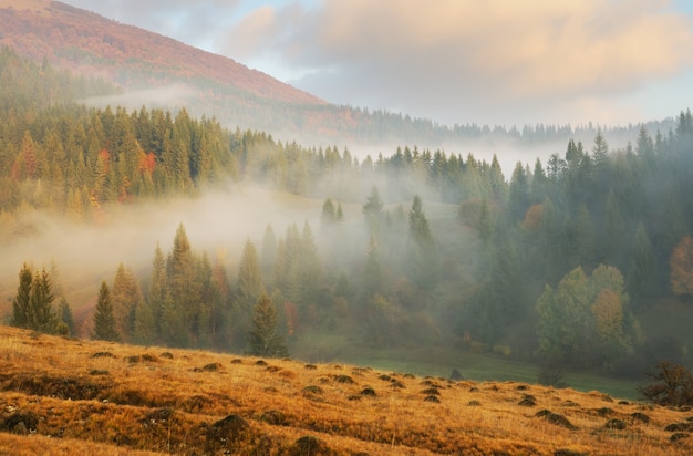 mglisty poranek jesienią Karpaty