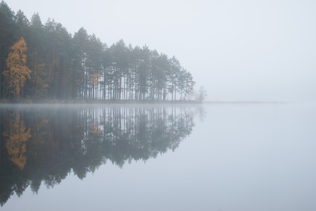 Mglisty poranek. Leśne malownicze jezioro.