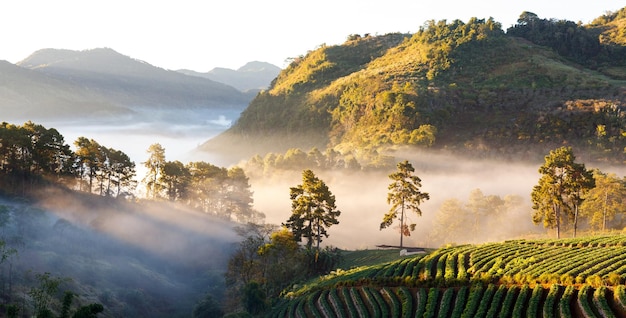 Mglisty poranek wschód słońca w truskawkowym ogrodzie na górze Doi angkhang chiangmai tajlandia