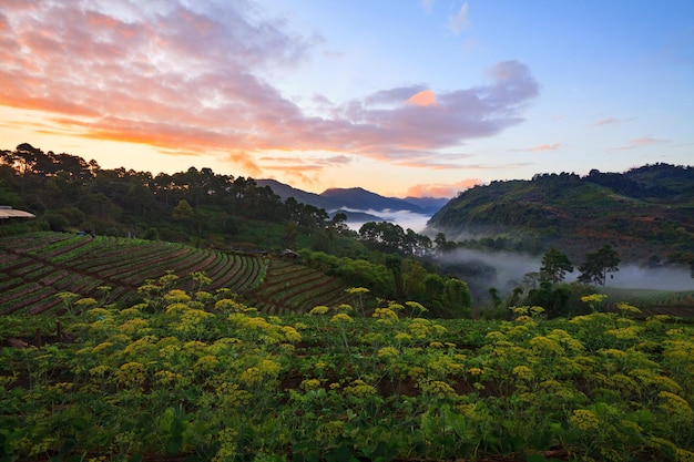 Mglisty poranek wschód słońca w truskawkowym ogrodzie na górze Doi angkhang chiangmai tajlandia