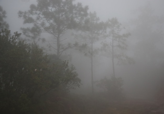 Zdjęcie mglisty w azji lasu w sezonie zimowym