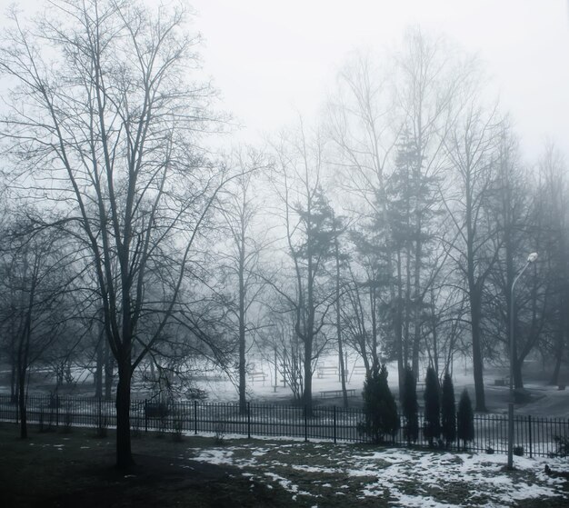 Mglisty zimowy krajobraz z gołymi drzewami w parku.