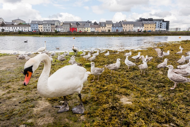 Miasto Galway i rzeka Corrib