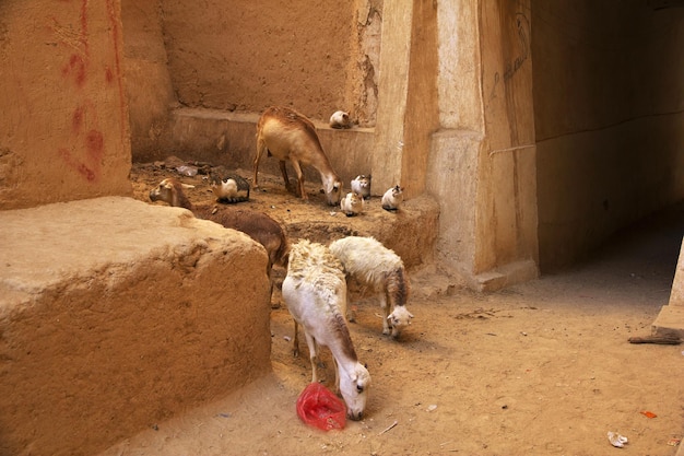 Miasto średniowiecznych drapaczy chmur Shibam Wadi Hadramaut Jemen