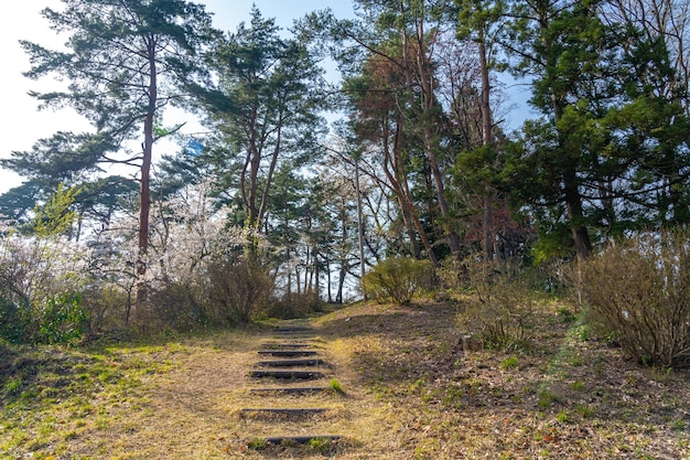 Zdjęcie michinoku folklore village w sezonie wiosennym słoneczny dzień kitakami tenshochi park wiśniowe kwiaty