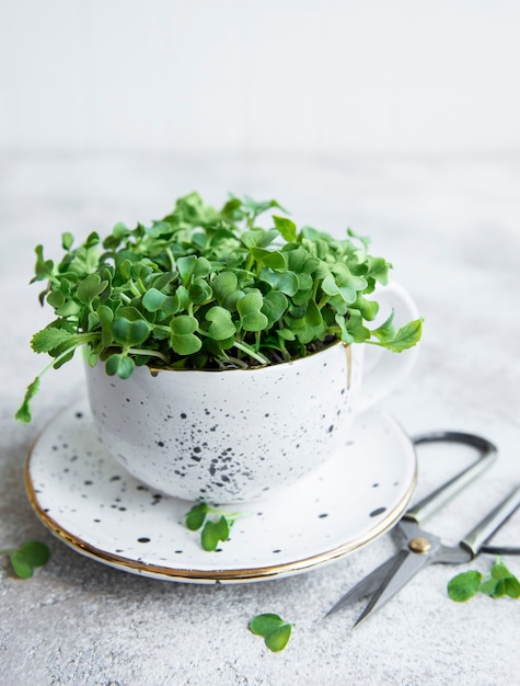 Micro Greens Kiełkujące Nasiona Rzodkiewki Kiełkujące Microgreens