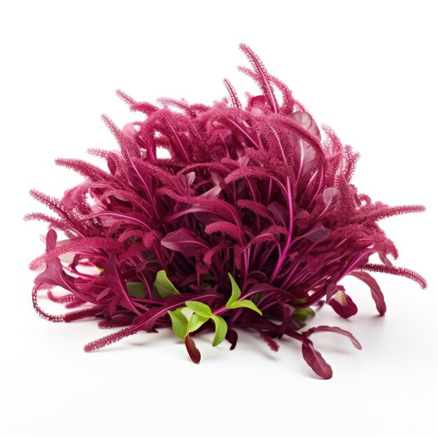 Microgreen Amaranth Amaranthus spp izolowana generatywna sztuczna inteligencja