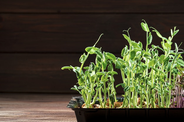 Microgreen groch kiełkuje na starym drewnianym stole