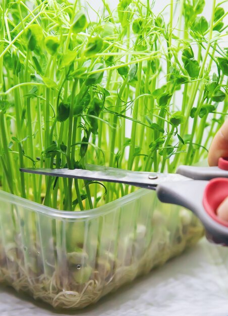 Microgreen groszek na białym tle. Selektywna ostrość. Natura.