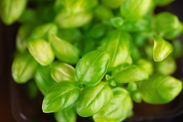 Microgreen liści tło. Zbliżenie na mikrozieloną bazylię w 6 dni. Kiełkowanie nasion w domu. Koncepcja wegańskie i zdrowej żywności. Kiełki pozyskiwane są z wysokiej jakości nasion z roślin ekologicznych.