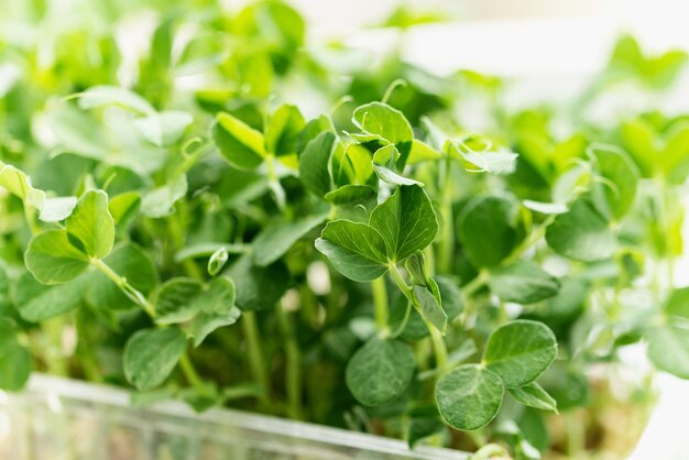 Microgreen Liście Tło Warzywa kiełkujące z liści grochu wykiełkowały z wysokiej jakości ekologicznych nasion roślin na lnianej macie