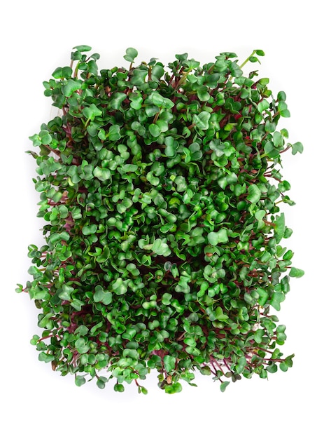 Microgreen na białym tle Mikro rzodkiewka zdrowa żywność