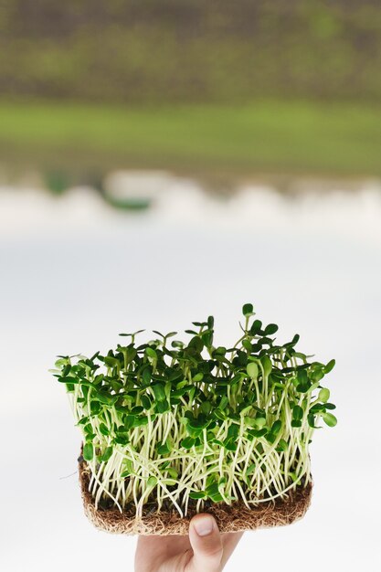 Microgreen nasion słonecznika w rękach