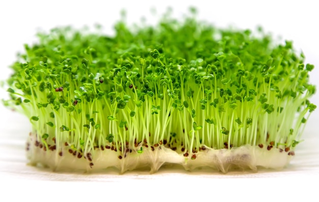 Microgreen rukola kiełki izolować na białym tle.