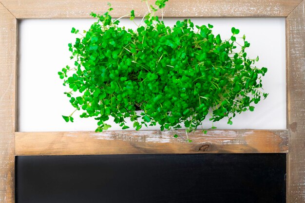 Microgreen to młoda zieleń warzyw Microgreen lub Sprouts to surowe, żywe kiełki kiełkujące z wysokiej jakości ekologicznych nasion roślin