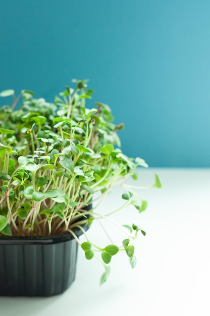 microgreens groszek zielony uprawa zieleni zdrowa żywność dieta zdrowie składniki wegetariański