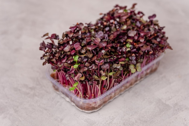 Zdjęcie microgreens kiełkujące nasiona rzodkiewki wegańska i zdrowa koncepcja odżywiania