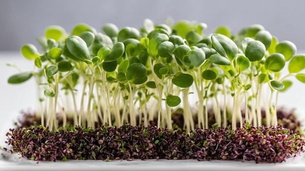 Microgreens kiełkuje zdrową i świeżą żywność Wygenerowano za pomocą sztucznej inteligencji