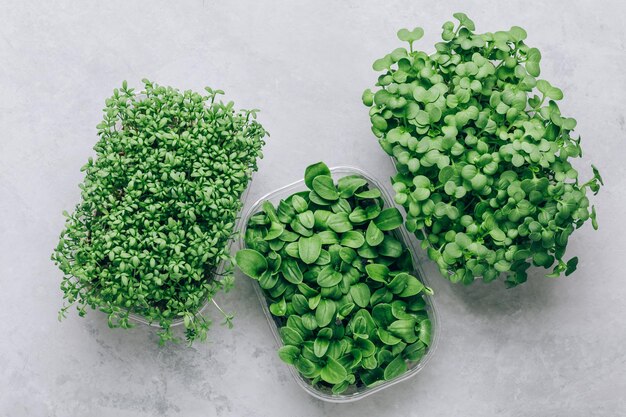 Zdjęcie microgreens superfood mikrozielone kiełki w plastikowym pojemniku zbliżenie