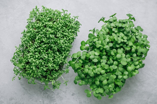 Zdjęcie microgreens superfood mikrozielone kiełki w plastikowym pojemniku zbliżenie