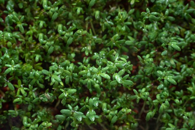 Microgreens w zbliżeniu widok z góry microgreens w zbliżeniu zdrowe jedzenie dla wegetarian