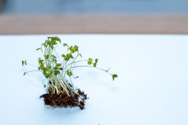 Microgreens Z Korzeniem Na Jasnoniebieskim Tle I żółtą Miarką Dieta I Zdrowa żywnośćsuper