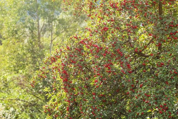 Midland głóg (Crataegus laevigata) drzewo z czerwonymi jagodami, słońce świeciło w tle.