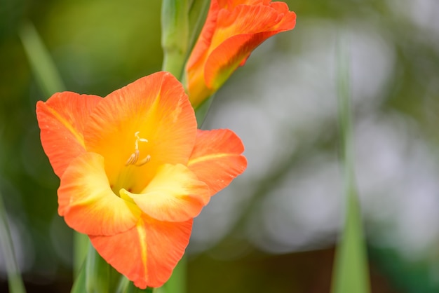 Mieczyk „sunshine” Z Jasnymi I Kolorowymi Kwiatami żółtymi I Pomarańczowymi W Ogrodzie W Słonecznym Dniu, Zbliżenie