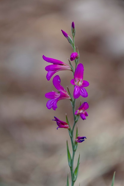 mieczyk wschodni lub flaga kukurydziana Gladiolus communis Malaga Hiszpania