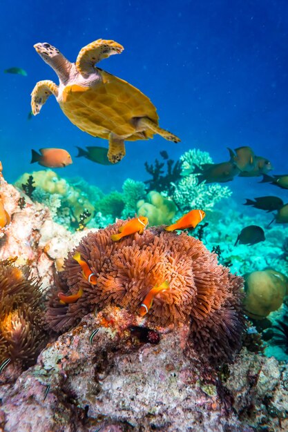 Miejscowe ryby morskie, błazenki - rafa koralowa na Malediwach, Anemonefish