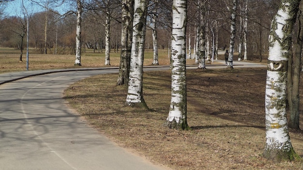 Miejskie krajobrazy Piękne drzewa i kręte ścieżki Murinsky Park SaintPetersburg Rosja