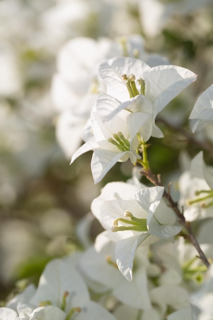 Miękki biały kwiat Bougainvillea w przyrodzie z miękkim i selektywnym focus.Vintage tle kwiatów.