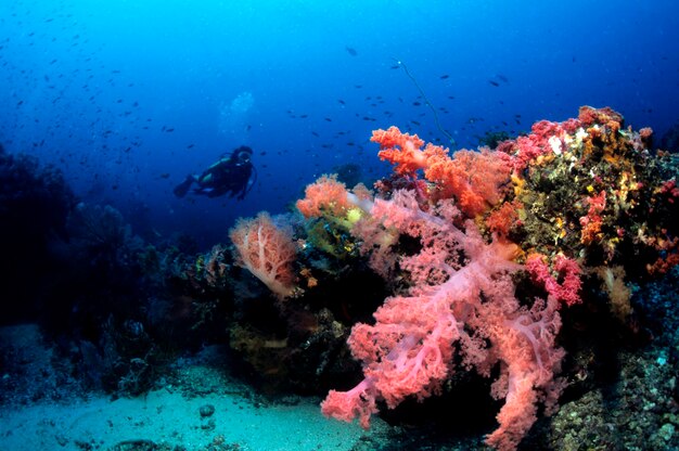 Miękkie koralowce Dendronephthya