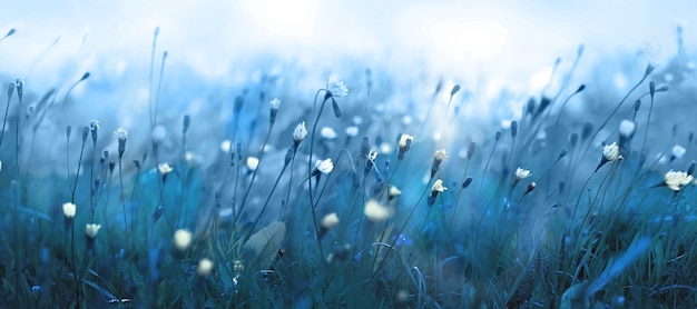 Miękkie niebieskie tło naturalne. Dzikie kwiaty na polu mglistej łąki.