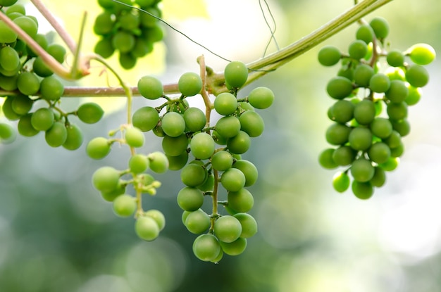 Miękkie niedojrzałe, zielone winogrona zwisające z winorośli w winnicy