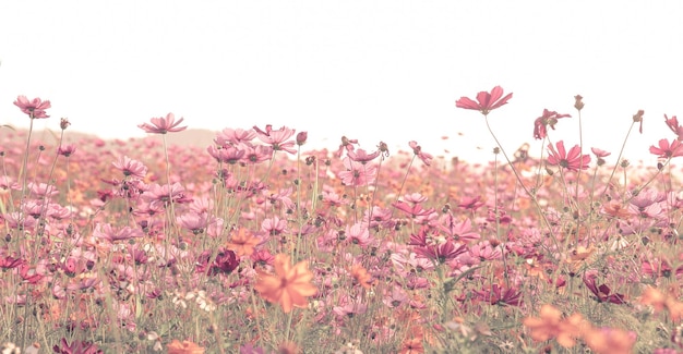 Miękkie rozmycie pola kwiatów kosmosu w stylu vintage w kolorze różowym