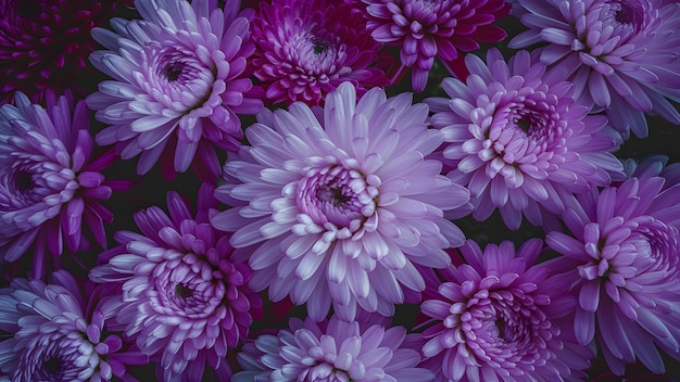Zdjęcie miękkie różowe i fioletowe kwiaty chryzantemów tworzą abstrakcję natury